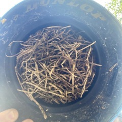 鉢風廃タイヤ（ユリオプスデージー）の画像