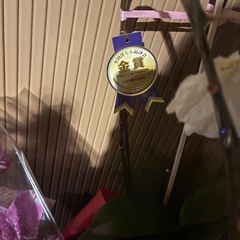 0円！胡蝶蘭の画像