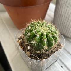 里親募集中のサボテンの画像