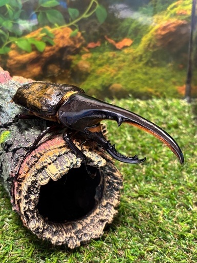 DHヘラクレス　135ミリ　ペア　未使用　♂B品　♀完品　a17a15