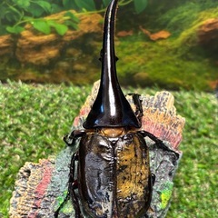 DHヘラクレス　135ミリ　ペア　未使用　♂B品　♀完品　a17a15の画像