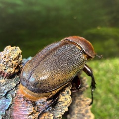 DHヘラクレス　135ミリ　ペア　未使用　♂B品　♀完品　a17a15の画像