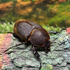 DHヘラクレス　135ミリ　ペア　未使用　♂B品　♀完品　a17a15の画像