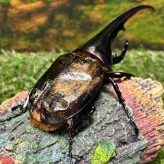 DHヘラクレス　135ミリ　ペア　未使用　♂B品　♀完品　a17a15の画像