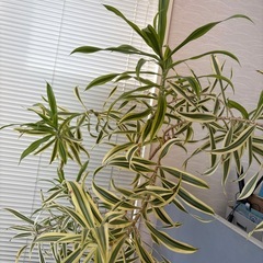 【11／28まで】観葉植物01決まりました！の画像
