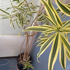 【11／28まで】観葉植物01決まりました！の画像