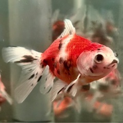 金魚 東錦 9-11cm　の画像