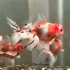 金魚 東錦 9-11cm　の画像