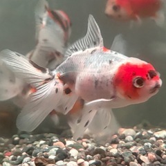 金魚 東錦 9-11cm　の画像