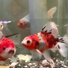 金魚 東錦 9-11cm　の画像