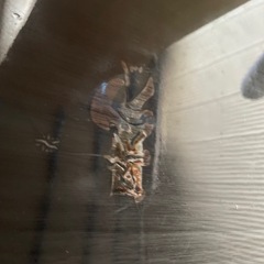 伸縮式センターテーブル110-140　の画像