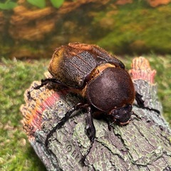 DHヘラクレス　134ミリ　ペア　未使用　♂♀B品　a20a16の画像