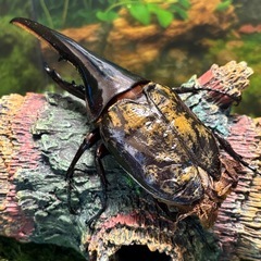 DHヘラクレス　134ミリ　ペア　未使用　♂♀B品　a20a16の画像