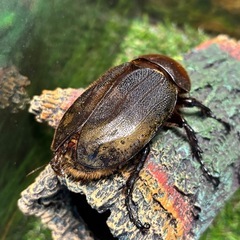 DHヘラクレス　134ミリ　ペア　未使用　♂♀B品　a20a16の画像