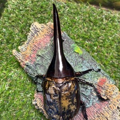 DHヘラクレス　134ミリ　ペア　未使用　♂♀B品　a20a16の画像