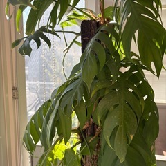 【11／28まで】観葉植物02決まりました！の画像