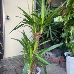 観葉植物　ユッカ　高さ１１０センチの画像