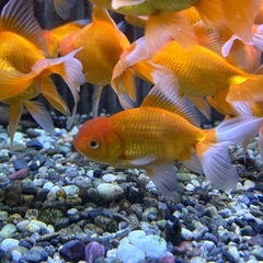 金魚 オランダ獅子頭 9-10cm
の画像