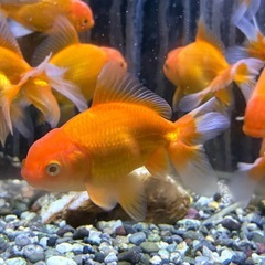 金魚 オランダ獅子頭 9-10cm
の画像