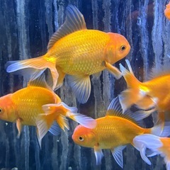 金魚 オランダ獅子頭 9-10cm
の画像