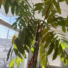 【11／28まで】観葉植物03決まりました！の画像