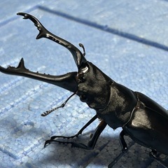 ギラファノコギリクワガタ幼虫×5①