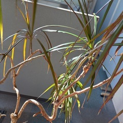 【11／28まで】観葉植物04決まりました！の画像