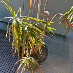 【11／28まで】観葉植物04決まりました！の画像