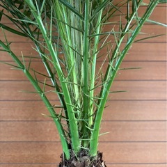 フェニックスロベレニー④の画像