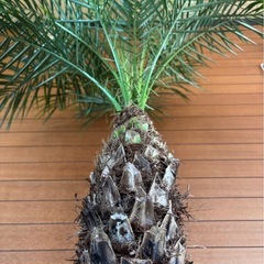 フェニックスロベレニー④の画像