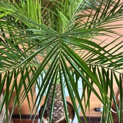 フェニックスロベレニー④の画像