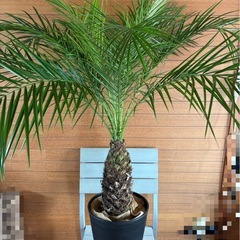 フェニックスロベレニー④の画像