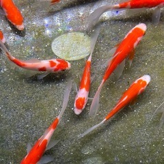 金魚 更紗コメットの画像