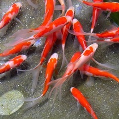 金魚 更紗コメットの画像