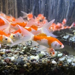 金魚 更紗コメットの画像