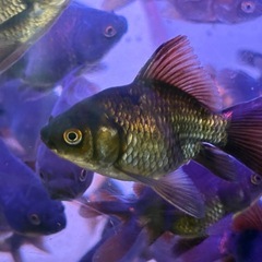 黒琉金 金魚の画像