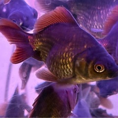 黒琉金 金魚の画像