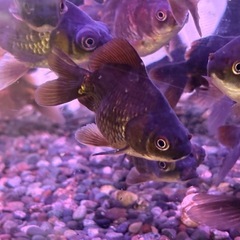 黒琉金 金魚の画像