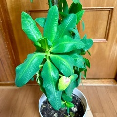 花キリンの画像