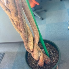 【11／28まで】観葉植物05決まりました！の画像