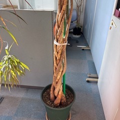 【11／28まで】観葉植物05決まりました！の画像