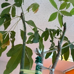 【11／28まで】観葉植物05決まりました！の画像