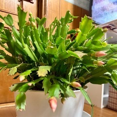 デンマークカクタス（しゃこばサボテン）の画像