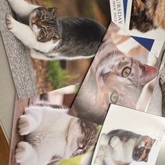 2022〜2024の猫カレンダーランダム250枚以上の画像