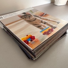 2022〜2024の猫カレンダーランダム250枚以上の画像