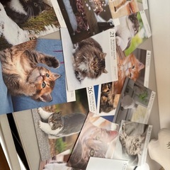 2022〜2024の猫カレンダーランダム250枚以上の画像