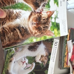 2022〜2024の猫カレンダーランダム250枚以上の画像