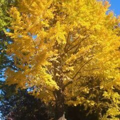 ご近所でお散歩