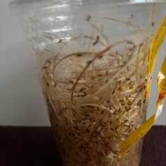 えさ　キイロショウジョウバエの画像