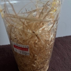 えさ　キイロショウジョウバエの画像